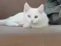 Orjinal Van Kedisi Yavruları