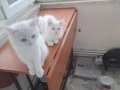 Orjinal Van Kedisi Yavruları