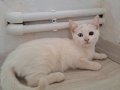 Safkan tekgöz dişi yavru van kedisi