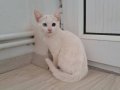 Safkan tekgöz dişi yavru van kedisi