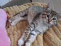 6 Aylık Tekirimiz Tatlı Bir Yuva Arıyor 