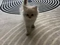 2 Aylık British Longhair Lynx Point