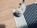 2 Aylık British Longhair Lynx Point