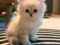 2 Aylık British Longhair Lynx Point