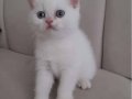 Tatlimi tatlı eke british shorthair
