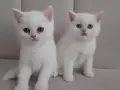 Tatlimi tatlı eke british shorthair
