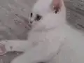 Tatlimi tatlı eke british shorthair