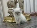 Saf kan poink
