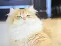 Src Li Biritiş Longhair 