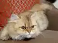 Src Li Biritiş Longhair 