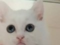 Safkan şecereli scottish fold