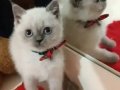 Safkan şecereli scottish fold