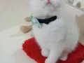 Safkan şecereli scottish fold