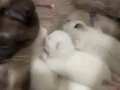 Safkan şecereli scottish fold