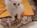 Oyuncu pamuk kız