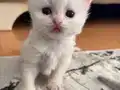 Oyuncu pamuk kız