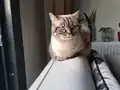 5 YAŞINDAKİ KEDİMİZE ACİL YUVA ARIYORUZ