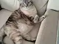 5 YAŞINDAKİ KEDİMİZE ACİL YUVA ARIYORUZ
