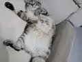 5 YAŞINDAKİ KEDİMİZE ACİL YUVA ARIYORUZ