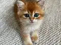 British shorthair golden shaded 2 aylık yavru dişi 