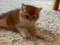 British shorthair golden shaded 2 aylık yavru dişi 
