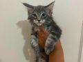 Safkan Maine Coon Yavruları - Anne ve Baba SCR Kayıtlı