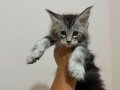 Safkan Maine Coon Yavruları - Anne ve Baba SCR Kayıtlı