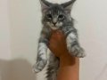 Safkan Maine Coon Yavruları - Anne ve Baba SCR Kayıtlı
