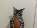 Safkan Maine Coon Yavruları - Anne ve Baba SCR Kayıtlı