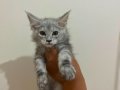 Safkan Maine Coon Yavruları - Anne ve Baba SCR Kayıtlı