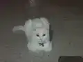 Evden atılmış, çok uysal bir kedi