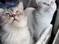 Tatlılar