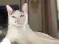Sütlaçımızı sahiplendiriyoruz
