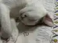 Sütlaçımızı sahiplendiriyoruz