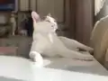 Sütlaçımızı sahiplendiriyoruz