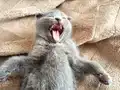 Sevgi dolu bebeklerim