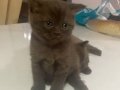 Secereli chocolate british shorthair
