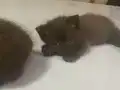 Secereli chocolate british shorthair