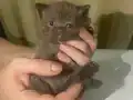 Secereli chocolate british shorthair