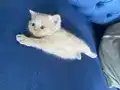 BRITISH shorthair, kadifemsi gri tüh dökmeyen cins