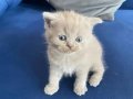 BRITISH shorthair, kadifemsi gri tüh dökmeyen cins