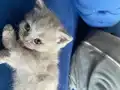BRITISH shorthair, kadifemsi gri tüh dökmeyen cins