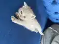 BRITISH shorthair, kadifemsi gri tüh dökmeyen cins
