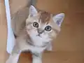 3 erkek British Golden
