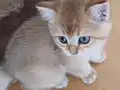 3 erkek British Golden