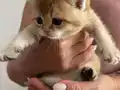 3 erkek British Golden