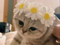Scottish Fold Gri Yavru 