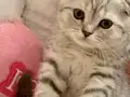Scottish Fold Gri Yavru 