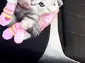 Scottish Fold Gri Yavru 