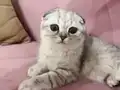 Scottish Fold Gri Yavru 
